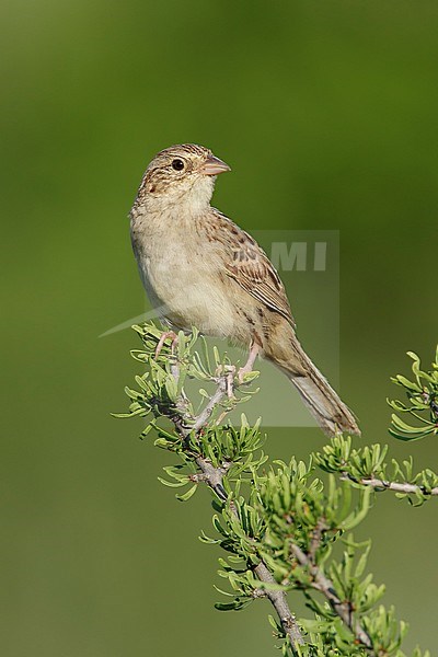 Adult Cassin's Sparrow (Peucaea cassinii) perched on green native scrub in Brewster County, Texas, USA. stock-image by Agami/Brian E Small,