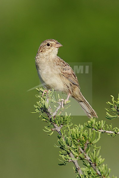 Adult Cassin's Sparrow (Peucaea cassinii) perched on green native scrub in Brewster County, Texas, USA. stock-image by Agami/Brian E Small,