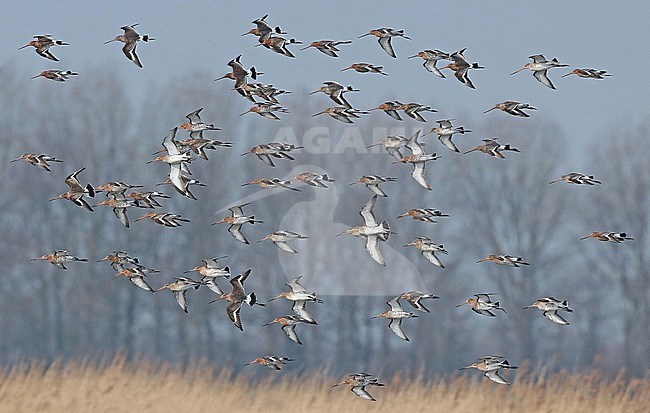 Black-tailed Godwit (Limosa limosa), group in flight above a reed field, seen from the side. stock-image by Agami/Fred Visscher,