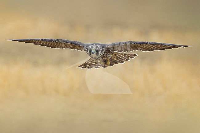 Immature Peregrine Falcon, Falco peregrinus, in Italy. stock-image by Agami/Daniele Occhiato,