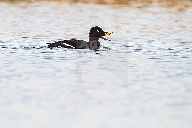 Grote Zee-eend, Velvet Scoter, Melanitta fusca adult male swimming and feeding on fresh water lake in morning light stock-image by Agami/Menno van Duijn,