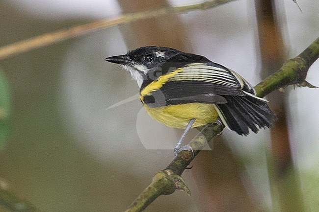 Black-backed Tody-Flycatcher (Poecilotriccus pulchellus), found almost exclusively in Manu National Park, at Manu National Park, Peru. stock-image by Agami/Tom Friedel,