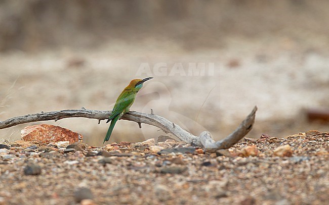 Asian Bee-eater (Merops orientalis ferrugeiceps) perched at Petchaburi, Thailand. Formerly known as Green Bee-eater. stock-image by Agami/Helge Sorensen,