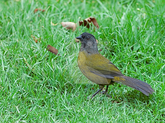 Grootpootstruikgors in zit, Large-footed Finch perched stock-image by Agami/Alex Vargas,