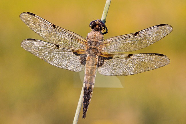 Libel rustend, dragonfly resting stock-image by Agami/Menno van Duijn,