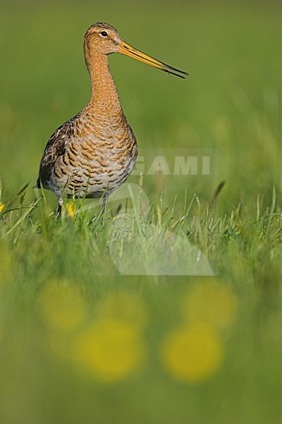 Adulte Grutto in weiland, Black-tailed Godwit adult in meadow stock-image by Agami/Menno van Duijn,