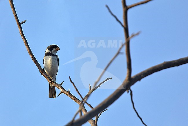 Male White-throated Seedeater (Sporophila albogularis) perched. Endemic to northeastern Brazil. stock-image by Agami/Andy & Gill Swash ,
