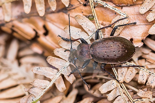 Carabus silvestris - Bergwald-Laufkäfer, Germany (baden-Württemberg), imago, male stock-image by Agami/Ralph Martin,