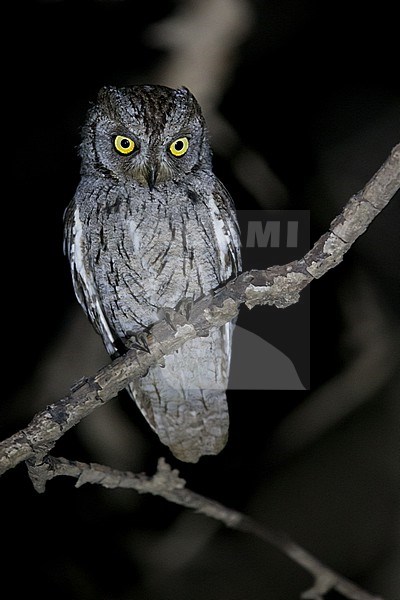 An adult male Arabian scops owl (Otus pamelae) perching on a branch photographed in the night with a strong torch. stock-image by Agami/Mathias Putze,
