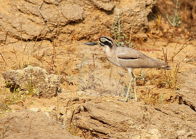 Great Stone-Curlew (Esacus recurvirostris), also known as or Great Thick-knee, along Asian river. stock-image by Agami/Marc Guyt,