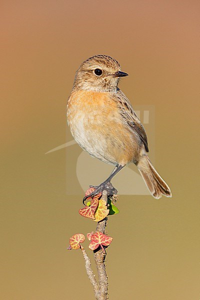 European Stonechat (Saxicola rubicola), side view of an individual perched on a branch, Campania, Italy stock-image by Agami/Saverio Gatto,