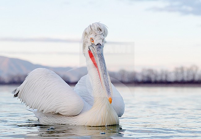 Dalmatian Pelican (Pelecanus crispus) at Lake Kerkini, Greece stock-image by Agami/Marc Guyt,