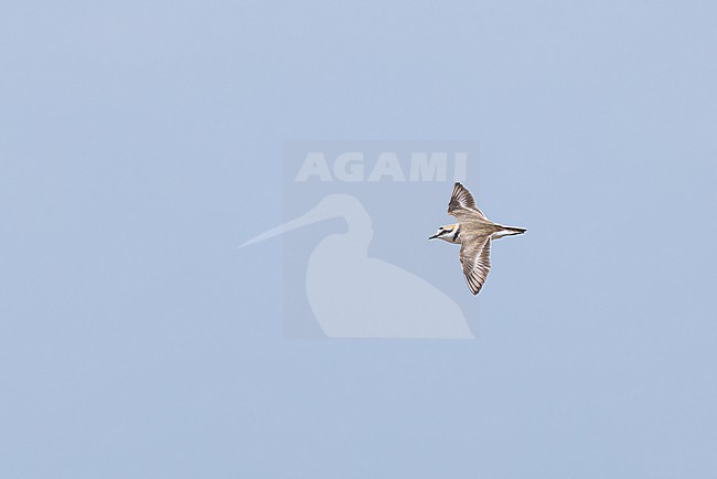  stock-image by Agami/Mathias Putze,