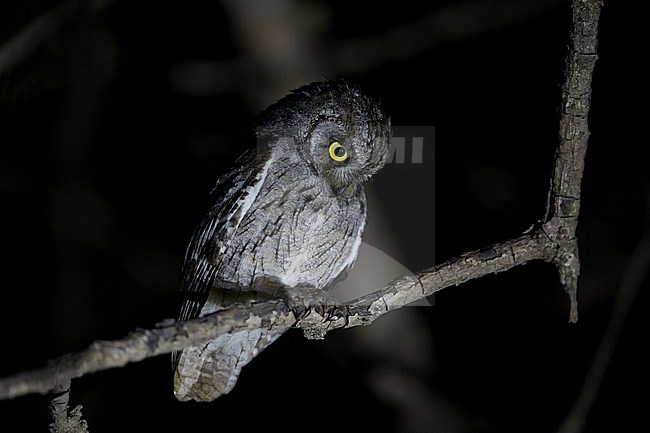 An adult male Arabian scops owl (Otus pamelae) perching on a branch photographed in the night with a strong torch. stock-image by Agami/Mathias Putze,