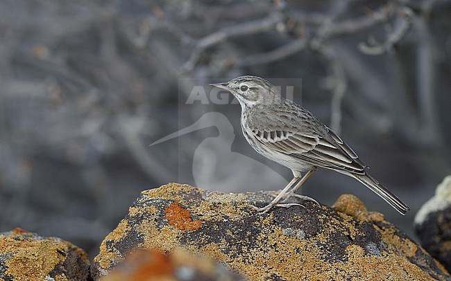 Berthelot's Pipit (Anthus berthelotii berthelotii) perched on a rock at la Rasca, Tenerife, Canary Islands stock-image by Agami/Helge Sorensen,