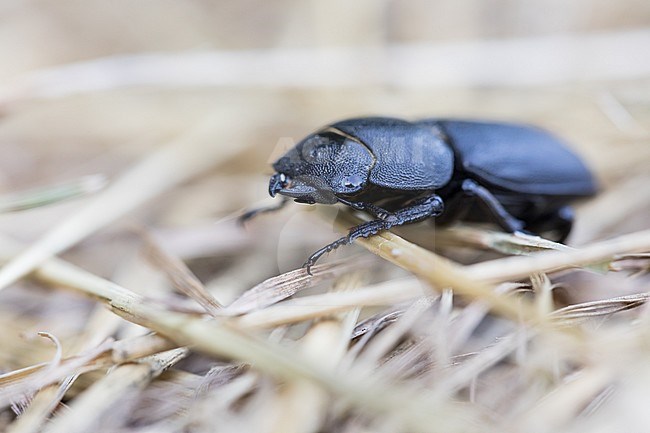 Dorcus parallelipipedus - Lesser stag beetle -  Balkenschröter, Germany, imago stock-image by Agami/Ralph Martin,