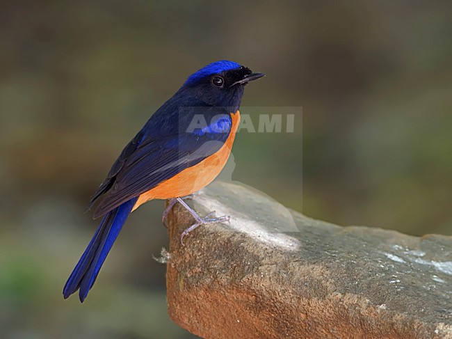 Mannetje Roodbuikniltava, Male Rufous-bellied Niltava stock-image by Agami/Alex Vargas,