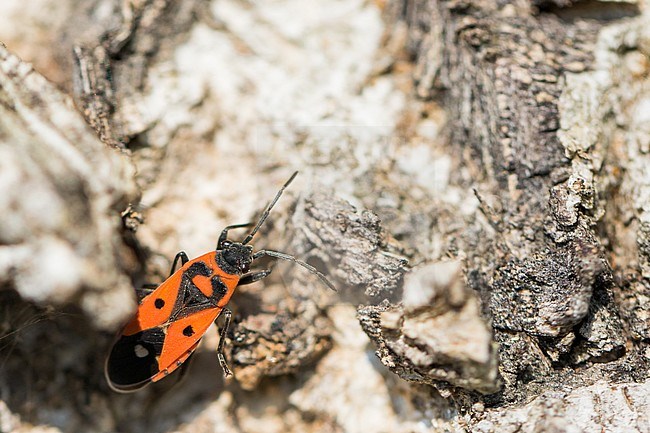 Melanocoryphus albomaculatus - Weißpunkt-Bodenwanze, Germany (Baden-Württemberg), imago stock-image by Agami/Ralph Martin,