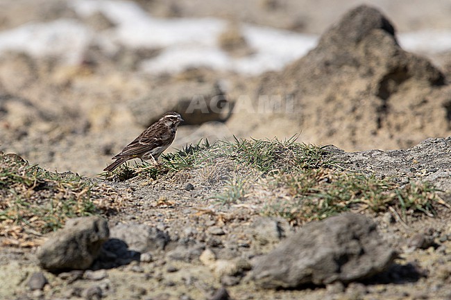 adult Reichenow's seedeater (Crithagra reichenowi) perching on ground, found in Bishangari in Ethiopia stock-image by Agami/Mathias Putze,