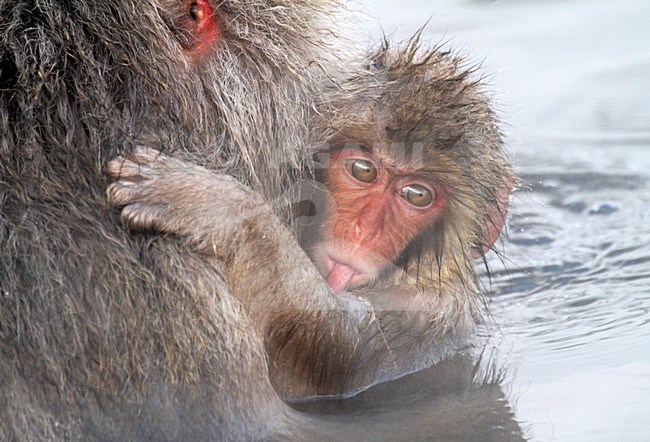 Japanse Makaak jong, Japanese Macaque young stock-image by Agami/Pete Morris,