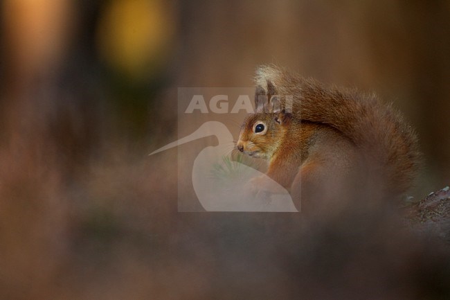 Rode eekhoorn; Red Squirrel stock-image by Agami/Danny Green,