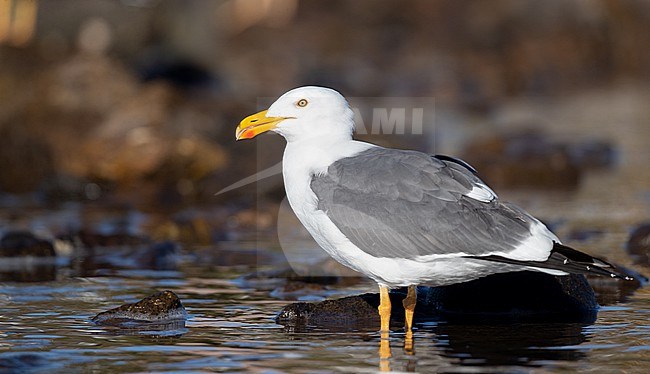 Yellow-footed Gull (Larus livens) adult perched near water stock-image by Agami/Ian Davies,