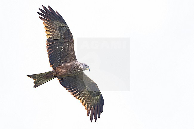 Zwarte Wouw, Black Kite, Milvus migrans- stock-image by Agami/Menno van Duijn,