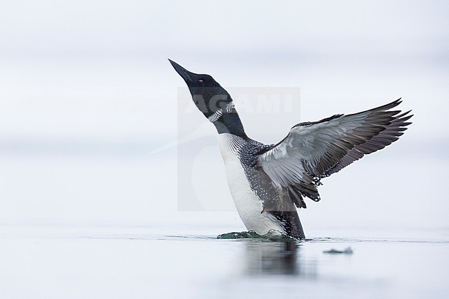 Great Northern Loon (Gavia immer), adult flpping its wings, Northeastern Region, Iceland stock-image by Agami/Saverio Gatto,