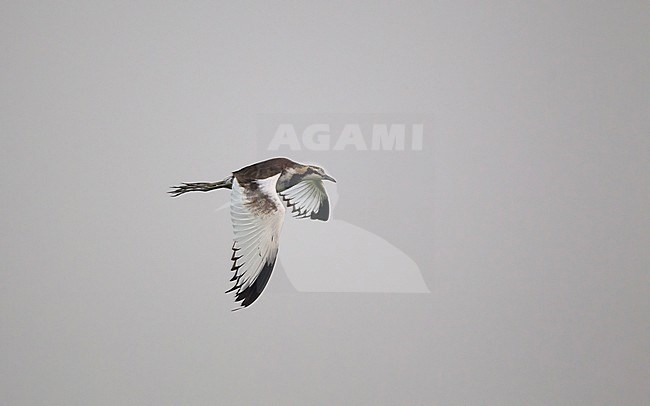 Pheasant-tailed Jacana (Hydrophasianus chirurgus) in flight at Chiang Saen Lake, Thailand stock-image by Agami/Helge Sorensen,