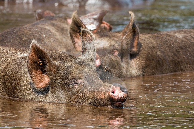 Vrije uitloop varken; Domestic Pig stock-image by Agami/Hans Germeraad,