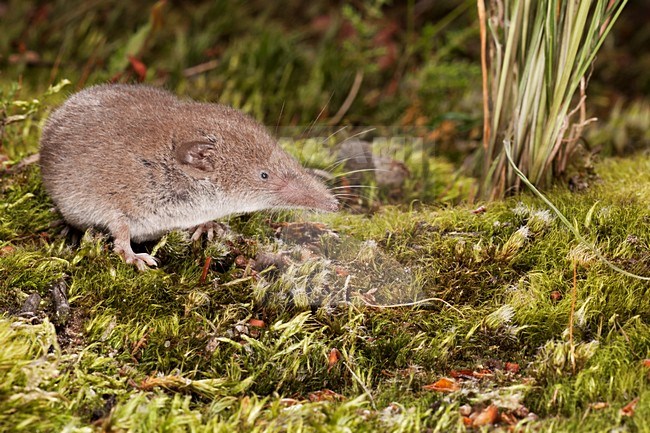 Huisspitsmuis op de grond; Greater White-toothed Shrew on the ground stock-image by Agami/Theo Douma,