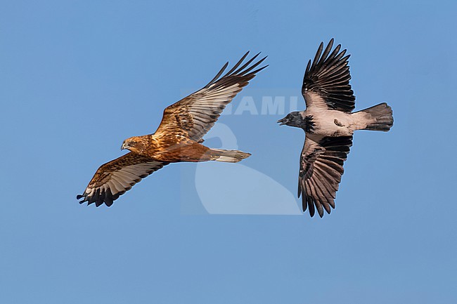 Female type Marsh Harrier, Circus aeruginosus, in Italy. With Hooded crow. stock-image by Agami/Daniele Occhiato,