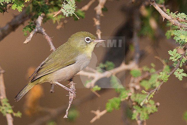 Abyssinian white-eye (Zosterops abyssinicus), perched on a branch, Ayn Hamran, Dhofar, Oman stock-image by Agami/Saverio Gatto,