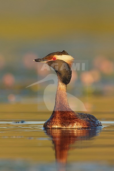 Adult summer plumaged American Horned Grebe (Podiceps auritus cornutus) swiming in a lilly covered lake in Kamloops, B.C. in Canada. stock-image by Agami/Brian E Small,