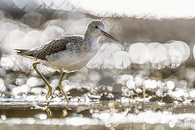 Greenshank, Tringa nebularia, in Italy during migration. stock-image by Agami/Daniele Occhiato,