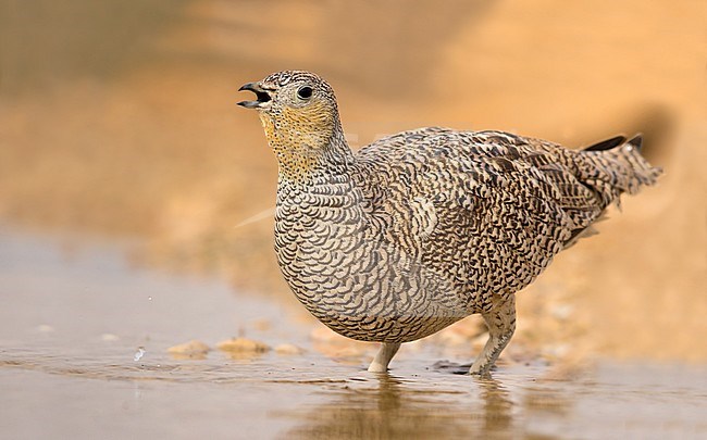 Female Crowned Sandgrouse (Pterocles coronatus) at drinking pool in southern Negev desert of Israel during spring migration. stock-image by Agami/Dubi Shapiro,