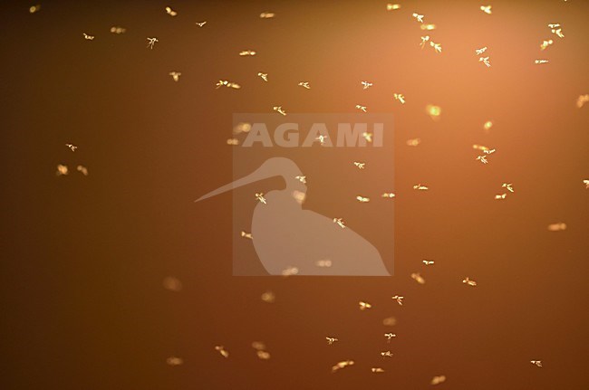 Een zwerm Dansmuggen, A swarm of Chironomids stock-image by Agami/Rob de Jong,