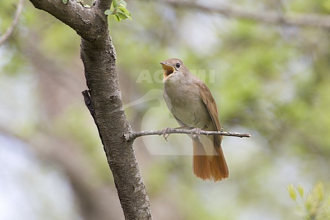 Common Nightingale singing; Nachtegaal zingend stock-image by Agami/Daniele Occhiato,