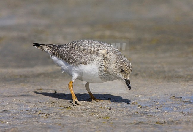 Magelhaenplevier, Magellanic Plover, Pluvianellus socialis stock-image by Agami/Marc Guyt,
