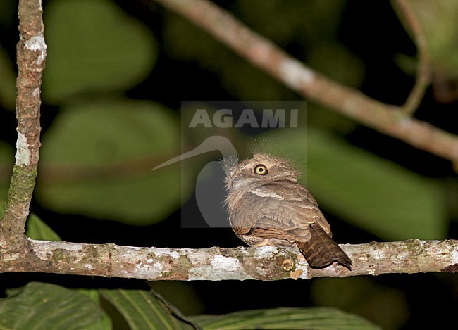 Palawankikkerbek, Palawan Frogmouth, Batrachostomus chaseni stock-image by Agami/Pete Morris,