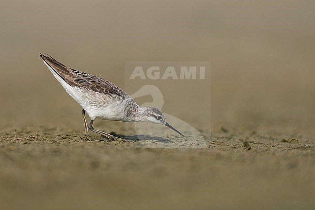 Adult non-breeding
Galveston Co., TX
May 2023 stock-image by Agami/Brian E Small,