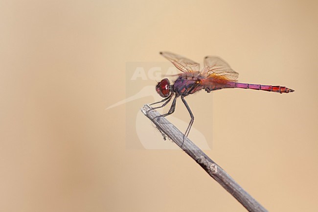 Imago Purperlibel; Adult Violet dropwing; Adult Violet-marked Darter; stock-image by Agami/Fazal Sardar,