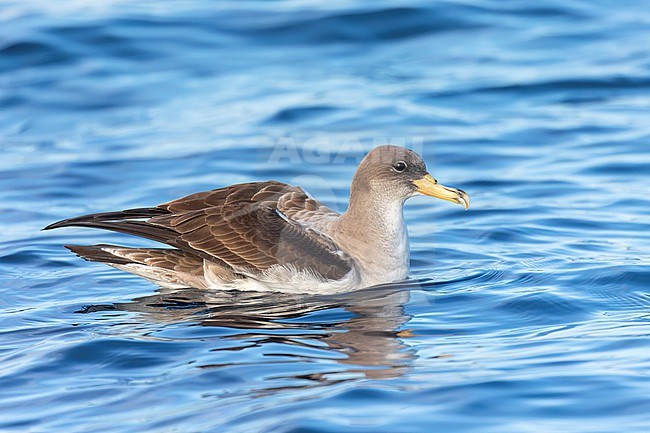 An adult Scopoli's shearwater fills the frame sitting on the water close by with a clear blue background. Scopoli's Shearwaters breed on rocky islands and on steep coasts in the Mediterranean but outside the breeding season it forages in the Atlantic. stock-image by Agami/Jacob Garvelink,