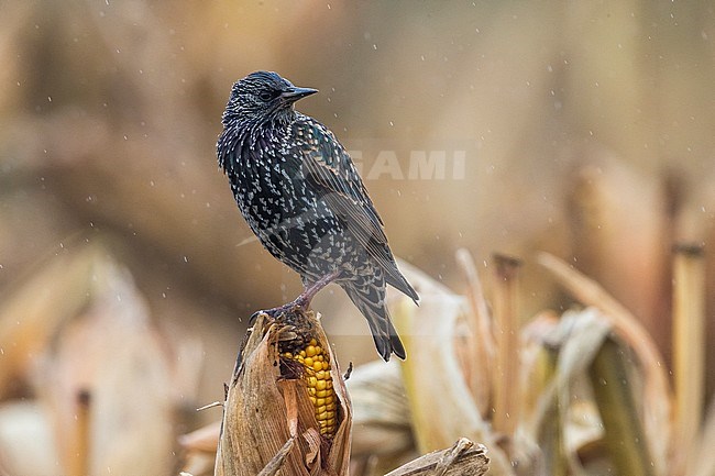 Spreeuw ssp granti; Common Starling ssp granti stock-image by Agami/Daniele Occhiato,