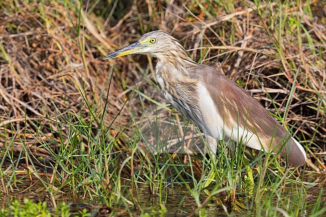 Indian Pond Heron (Ardeola grayii), standing in a marsh, Taqah, Dhofar, Oman stock-image by Agami/Saverio Gatto,