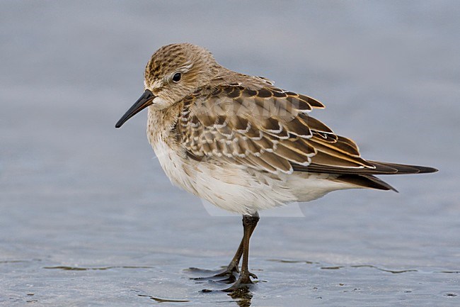 Bonapartes Strandloper staand in water; White-rumped Sandpiper perched in water stock-image by Agami/Daniele Occhiato,