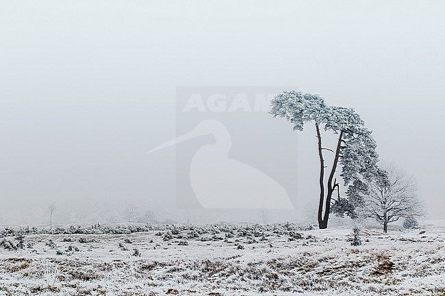 Winterlandschap Drents Friese Wold Winter landscape Drents Friese Wold stock-image by Agami/Wil Leurs,