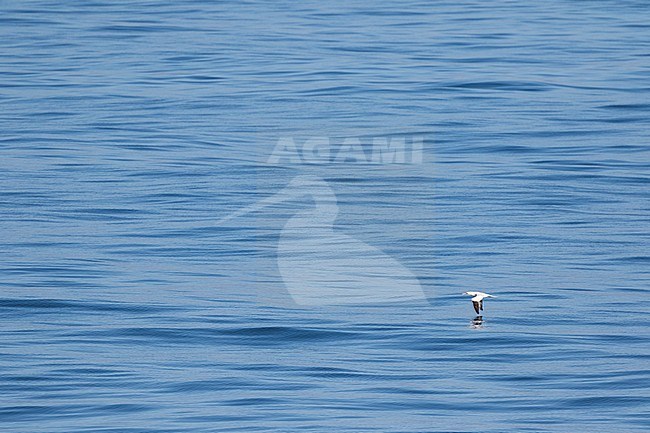 Northern Gannet - Basstölpel - Morus bassanus, Ireland, adult flying over vast open Ocean stock-image by Agami/Ralph Martin,
