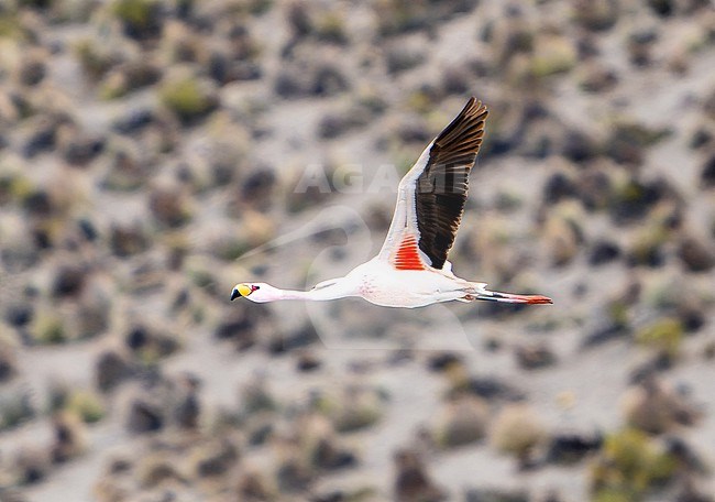 James's flamingo (Phoenicoparrus jamesi), also known as the puna flamingo, in Chile. stock-image by Agami/Dani Lopez-Velasco,