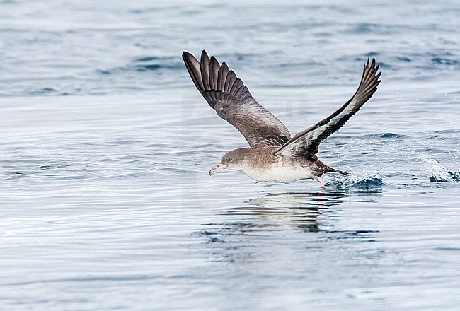 Pink-footed Shearwater (Ardenna creatopus) at sea off California, United States. stock-image by Agami/Marc Guyt,